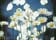 Margarida blue G.jpg